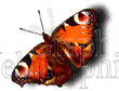 illustration - cardinalbutterfly-gif